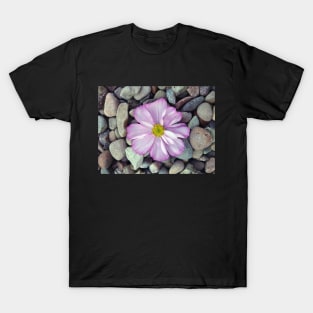 Pink cosmos daisy on pebbles T-Shirt